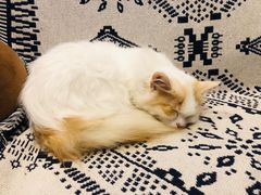 -平行世界·猫咖(首经贸店)