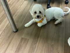 -哆趣宠物医院·眼科·内镜·急重症转诊中心(上海店)
