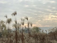 -长兴太湖图影湿地文化园