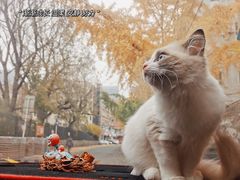 -麻路成都火锅(柏威年店)