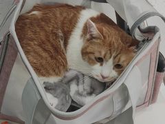 -纳吉亚猫专科动物诊疗中心(蒋宅口分院)