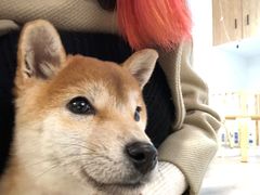 -柴迷FANS CLUB·柴犬狗咖·猫咖