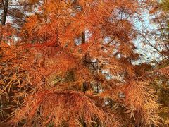 -合肥滨湖国家森林公园