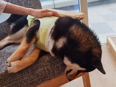 -南京Hallo宠物乐园·哈罗犬舍·柴犬繁育基地
