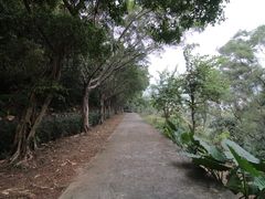 -银湖山郊野公园-相思林