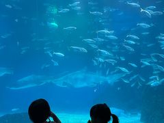 -海合安成都极地海洋公园