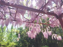 -嘉定紫藤园