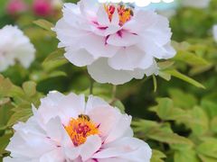 -陕西省西安植物园