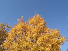 -香山公园