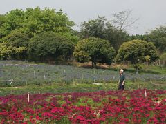 -松山湖梦幻百花洲