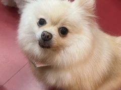 -和它·交个朋友·狗咖猫咖(爱琴海店)