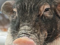 -怪兽屋·羊驼·猫咖·狗咖(俊华广场店)