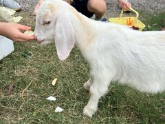 -前小桔亲子创意农场·草莓采摘·露营烧烤