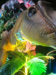 -恐龙探索乐园(磁器口店)