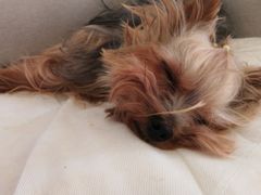 -仁华宠物医院(青羊店)