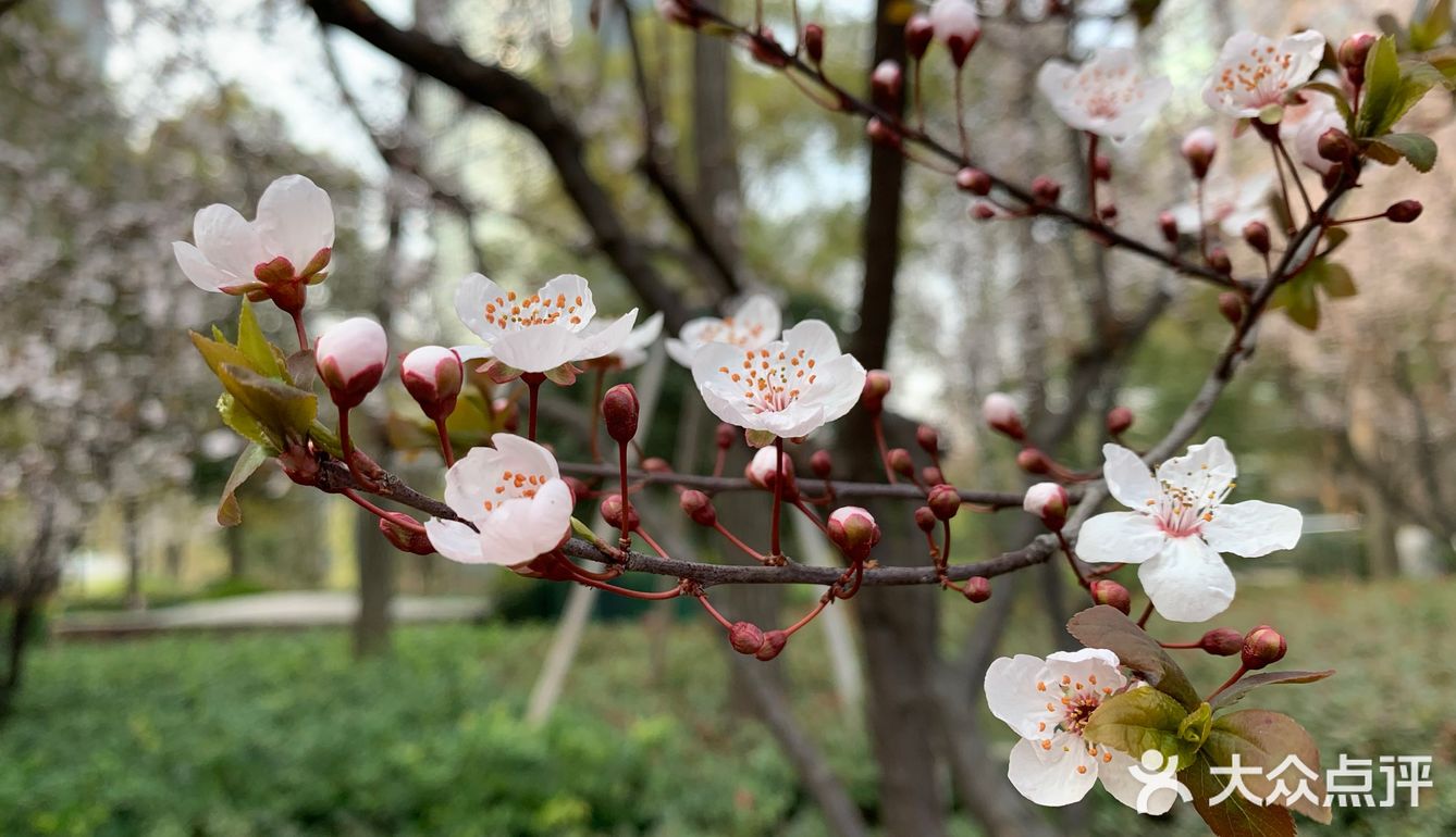 百花齐放