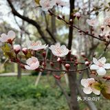 百花齐放