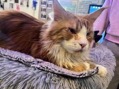 -平行世界·猫咖(首经贸店)