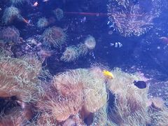 -悉尼海洋生物水族馆