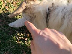 -欣宠猫屋·矮脚拿破仑·蓝金金渐层