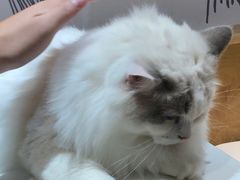 -滚猫咖啡·猫咖·猫友好撸猫(未来城店)