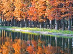 -上海共青森林公园