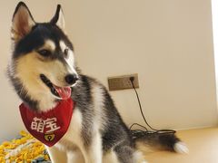 -Husky Go! 哈士奇体验馆·宠物咖啡厅狗咖