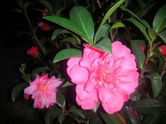 -深圳国际园林花卉博览园