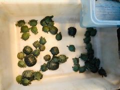 -双季花艺园艺市场(浦东店)