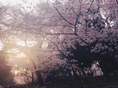 -武汉大学-樱园