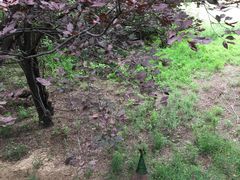 -北京麋鹿生态实验中心