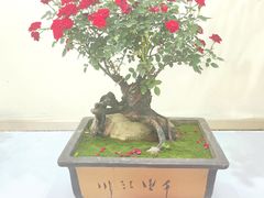 -郑州植物园