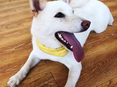 -柴犬高等学院·狗咖·柴犬售卖·宠物训练