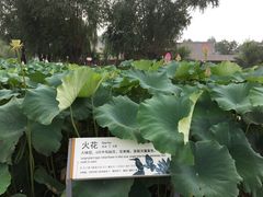 -白洋淀景区