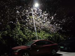 -广东花都湖国家湿地公园
