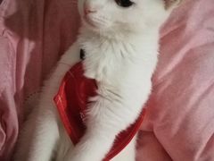 -暖阳宠物医院·犬猫康复中心·骨科