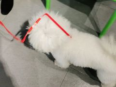 -牧马人宠物医院