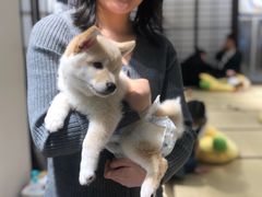 -逗柴咖啡屋·狗咖猫咖宠物桌游
