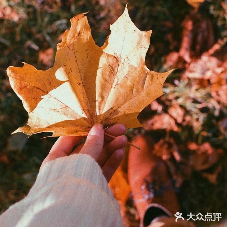 秋日碎片🍂日系暖调电影感滤镜|摄影调色
