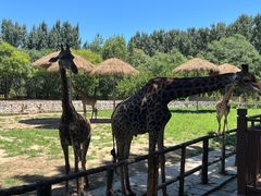 -北京野生动物园