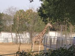 -合肥野生动物园