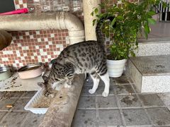 -瑞派宠物医院(搏威敦和院)