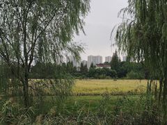 -长田漾湿地公园