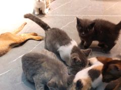 -喵店&猫咖