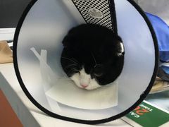 -瑞派福兴宠物医院犬猫全科·骨科·中西医结合(河东店)