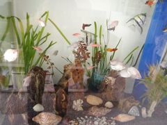 -秦美花卉(天朗·莱茵小城2期店)