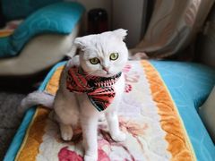 -米苏动物医院·犬猫专科·骨科外科内窥镜