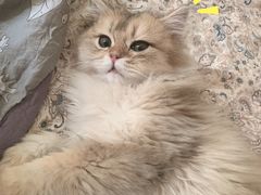 -猫大福·Fortune Cat猫舍(百子湾店)