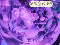-左海海底世界