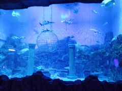 -芜湖新华联大白鲸海洋公园